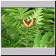 Cairns - Kuranda - Butterfly Zoo (6).jpg